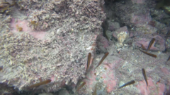 Forsterygion maryannae