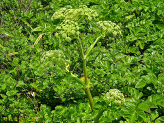 Angelica hirsutiflora