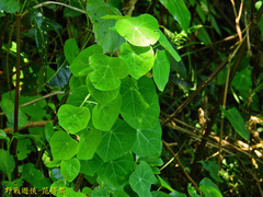 Stephania cephalantha