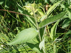 Lysimachia vulgaris