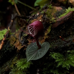 Corybas roseus