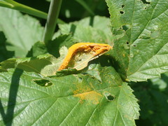 Triphragmium ulmariae