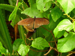Papilio castor formosanus