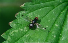 Seioptera vibrans