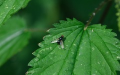 Seioptera vibrans