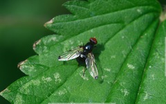Seioptera vibrans