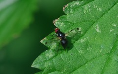 Seioptera vibrans