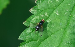 Seioptera vibrans