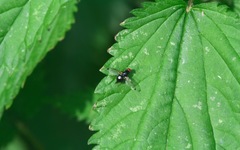 Seioptera vibrans