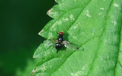 Seioptera vibrans