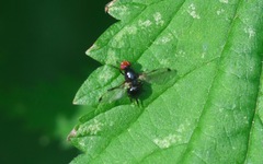 Seioptera vibrans