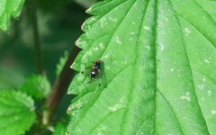 Seioptera vibrans
