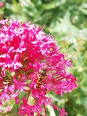 Episyrphus balteatus