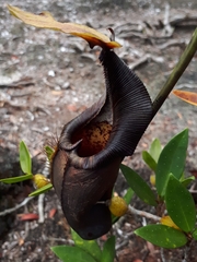 Nepenthes ovata