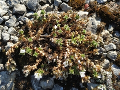 Arenaria vitoriana