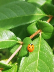 Coccinella septempunctata