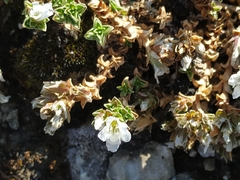 Arenaria vitoriana