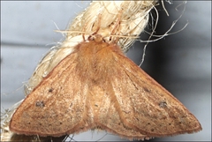 Anthela addita