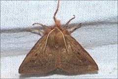 Anthela addita