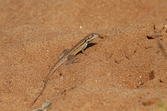 Ctenophorus isolepis