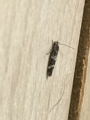 Mompha subbistrigella