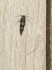 Mompha subbistrigella