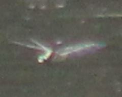 Dromogomphus spinosus