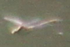 Dromogomphus spinosus