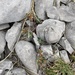 Euphorbia triflora - Photo (c) frajmanb, algunos derechos reservados (CC BY-NC)