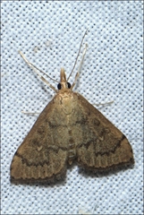 Metasia dicealis