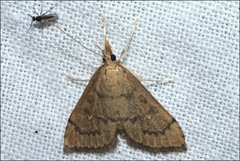Metasia dicealis