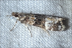 Eudonia protorthra