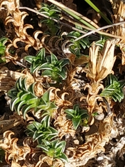 Arenaria vitoriana