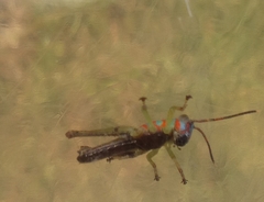 Pirithoicus ophthalmicus