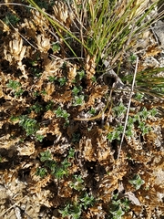 Arenaria vitoriana