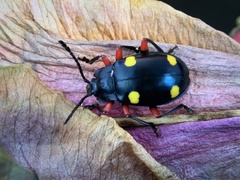 Eumorphus quadriguttatus