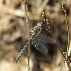 Helocordulia selysii