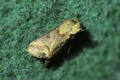 Abrostola tripartita