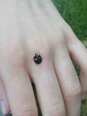 Harmonia axyridis