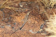 Diporiphora