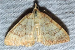 Chrysolarentia correlata