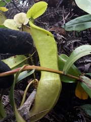 Nepenthes singalana
