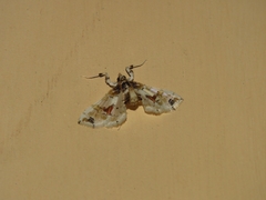 Lineodini