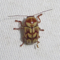 Cryptocephalus atrofasciatus