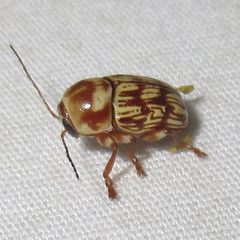 Cryptocephalus atrofasciatus