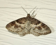 Hydrelia condensata