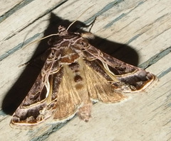 Autographa flagellum