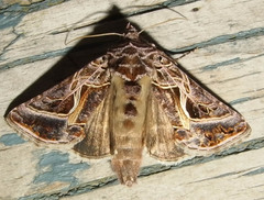 Autographa flagellum