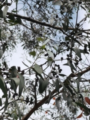 Eucalyptus