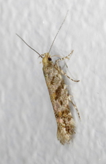 Aristotelia rubidella